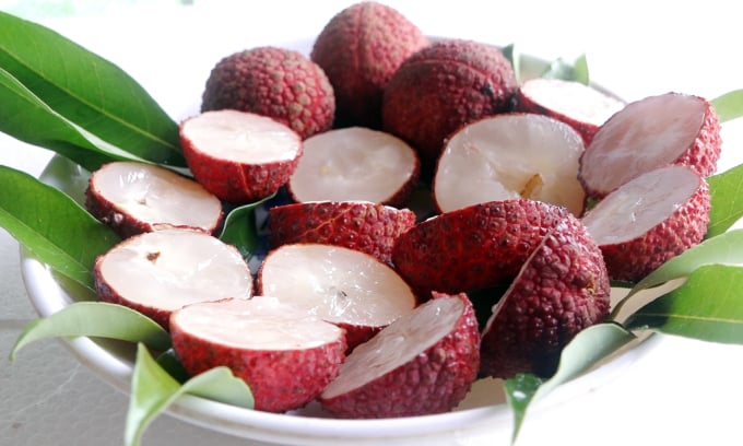 Récolte de litchis sans pépins dans le plus grand jardin de Thanh Hoa