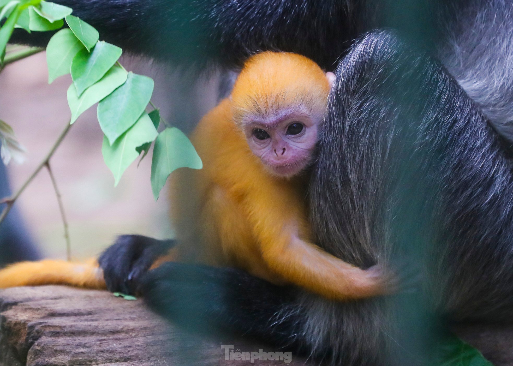 ソーシャルメディアで話題になっている動物園の赤ちゃん猿の何がそんなに特別なのでしょうか?写真1