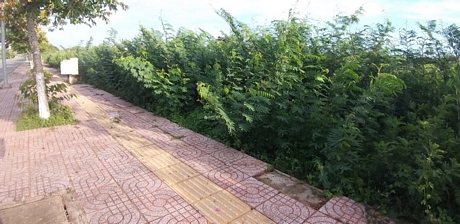 Árboles de mimosa verdes crecen a lo largo de la calle Vo Van Kiet, distrito 9, ciudad de Vinh Long.