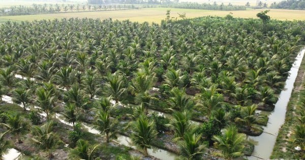 Tra Vinh verfügt über 9 Kokosnussanbaugebiete für den Export frischer Früchte nach China.