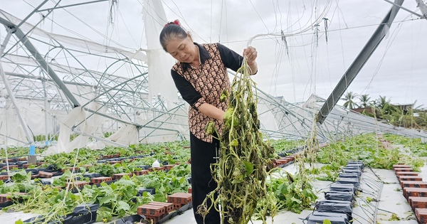 Nhà kính tiền tỷ đổ sập, hoa màu tan nát sau siêu bão lịch sử, nông dân Hải Phòng "đứt từng khúc ruột"