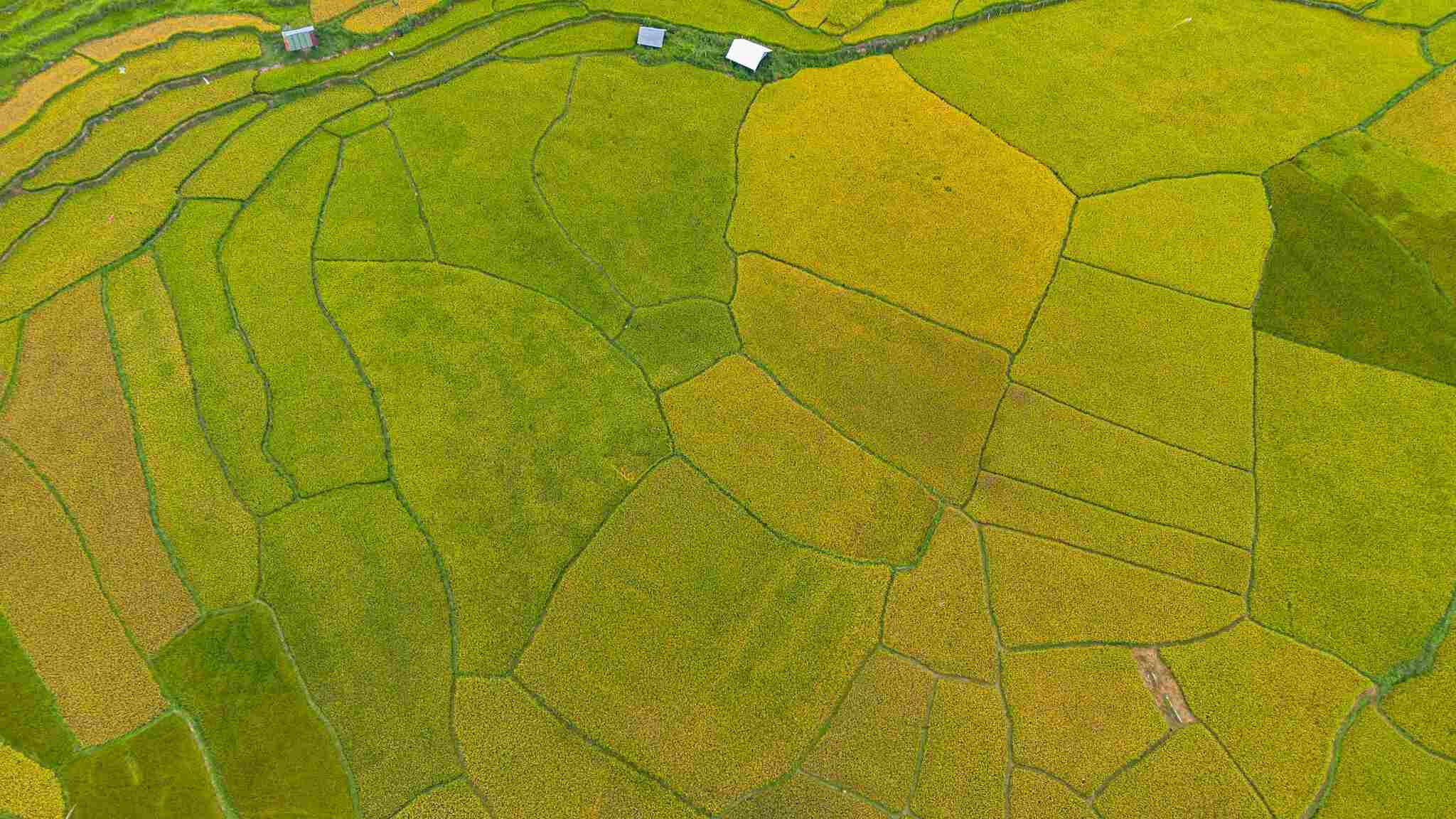 La belle saison du riz mûr dans les champs en terrasses de Kon Tum