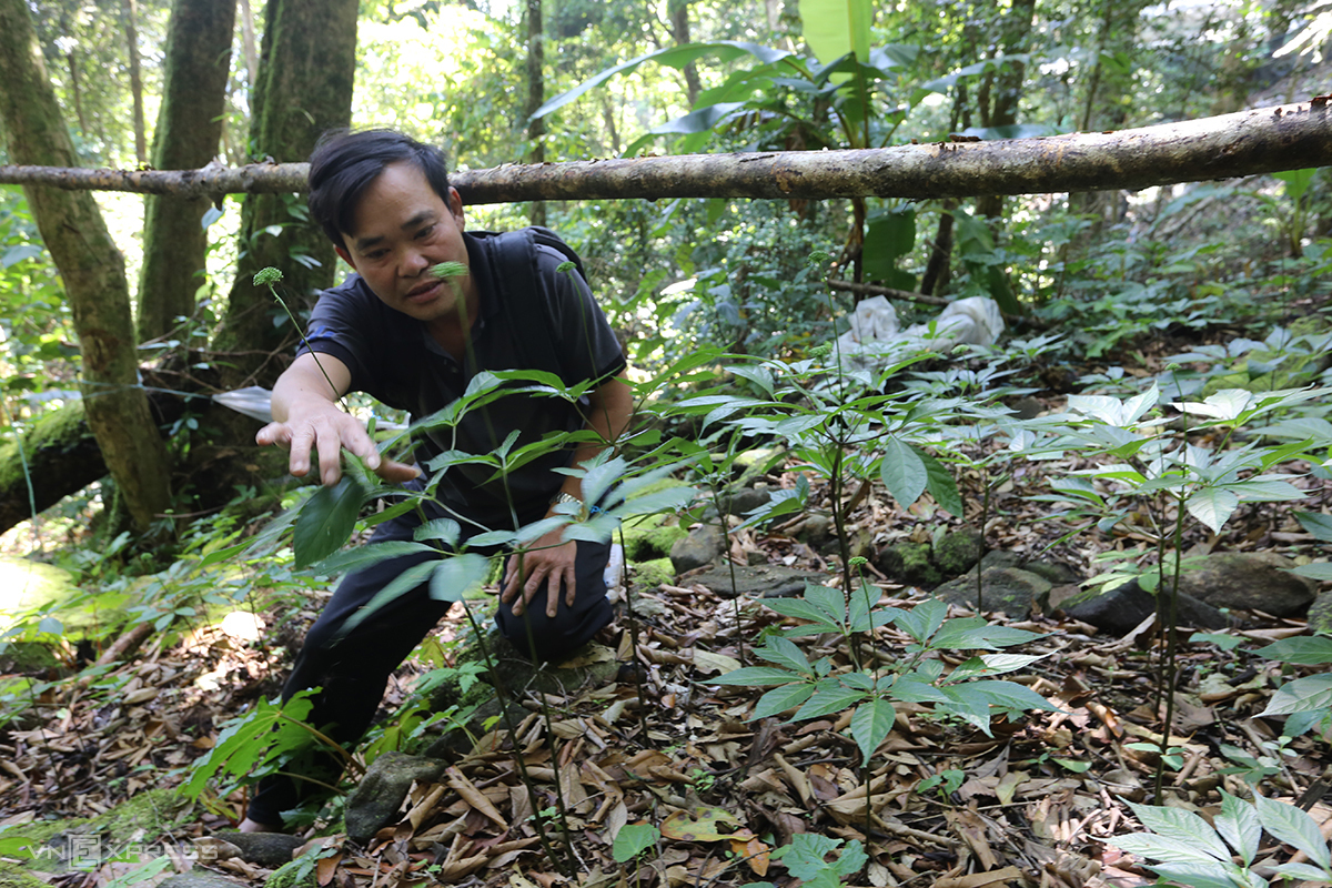 Vietnam plans to plant 21,000 hectares of ginseng by 2030