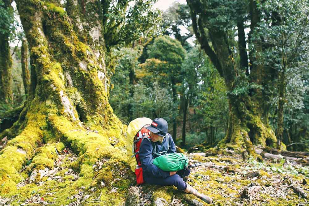 Üppige Vegetation, mit Moos bedeckter Urwald. Foto: NVCC