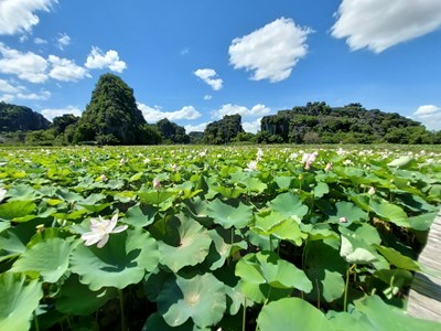 Besichtigung des Lotusteichs am Fuße des Berges Ngoa Long