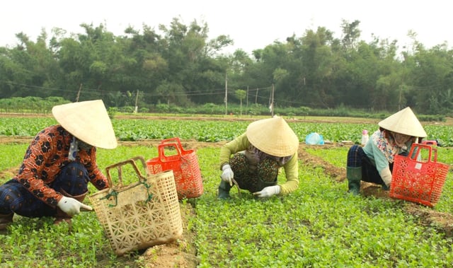 Quảng Ngãi đặt mục tiêu 1.500ha rau an toàn, tập trung đảm bảo truy xuất nguồn gốc vào năm 2030- Ảnh 2.