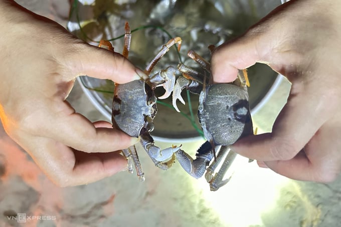 Crab shaped like three-sided crab in the South. Photo: Vo Thanh