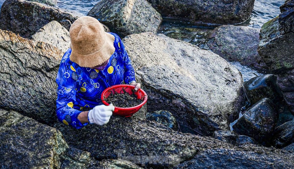 Trabajo duro recolectando 'recompensas del mar' en acantilados rocosos junto a olas salvajes foto 8