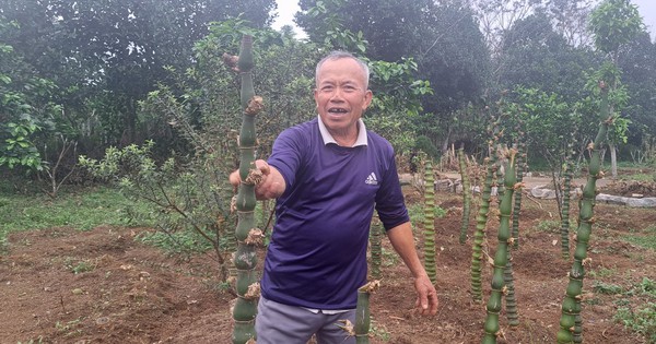 Un homme de Hoa Binh a planté des bambous sur toutes les collines et a un jour donné à Hanoi 1 000 bambous en forme de dragons.