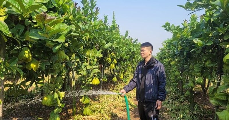 The largest Buddha's hand orchard in the North is busy preparing for Tet.