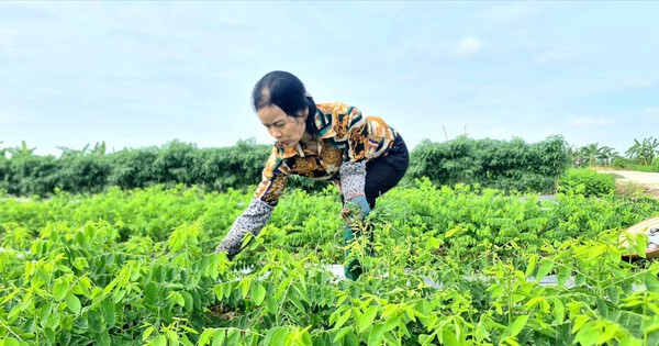 En Hai Duong se cultiva espinaca de Malabar, tiene un sabor tan dulce como el caldo de huesos, cada vez que la cortas se vende y todo el pueblo se enriquece.