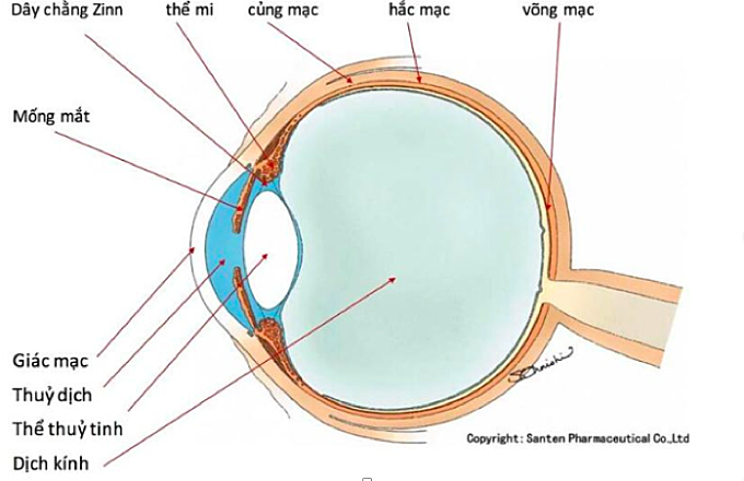 Boy's cornea torn after being poked in the eye with a stick