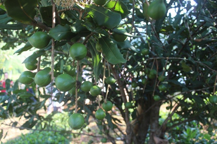 Hacer de la macadamia un producto industrial clave y una marca de prestigio