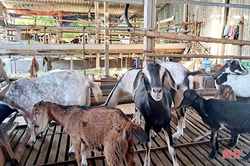 Old farmer in Nghi Xuan shares secret to getting rich from raising Boer goats