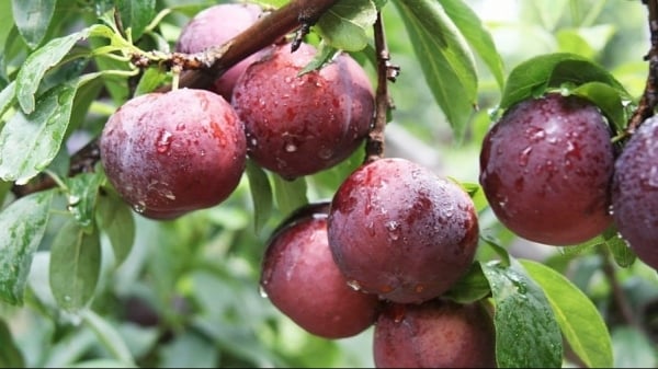 تقديم منتجات Son La plum في وجبات الخطوط الجوية الفيتنامية