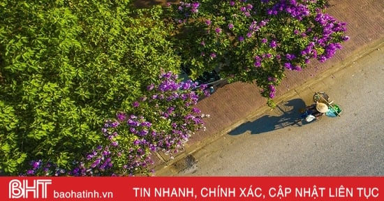 Ngắm vẻ đẹp của hoa bằng lăng trên phố phường Hà Tĩnh