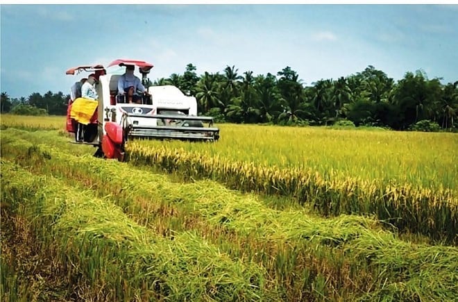 Philippinen bleiben 2023 größter Markt für vietnamesischen Reis