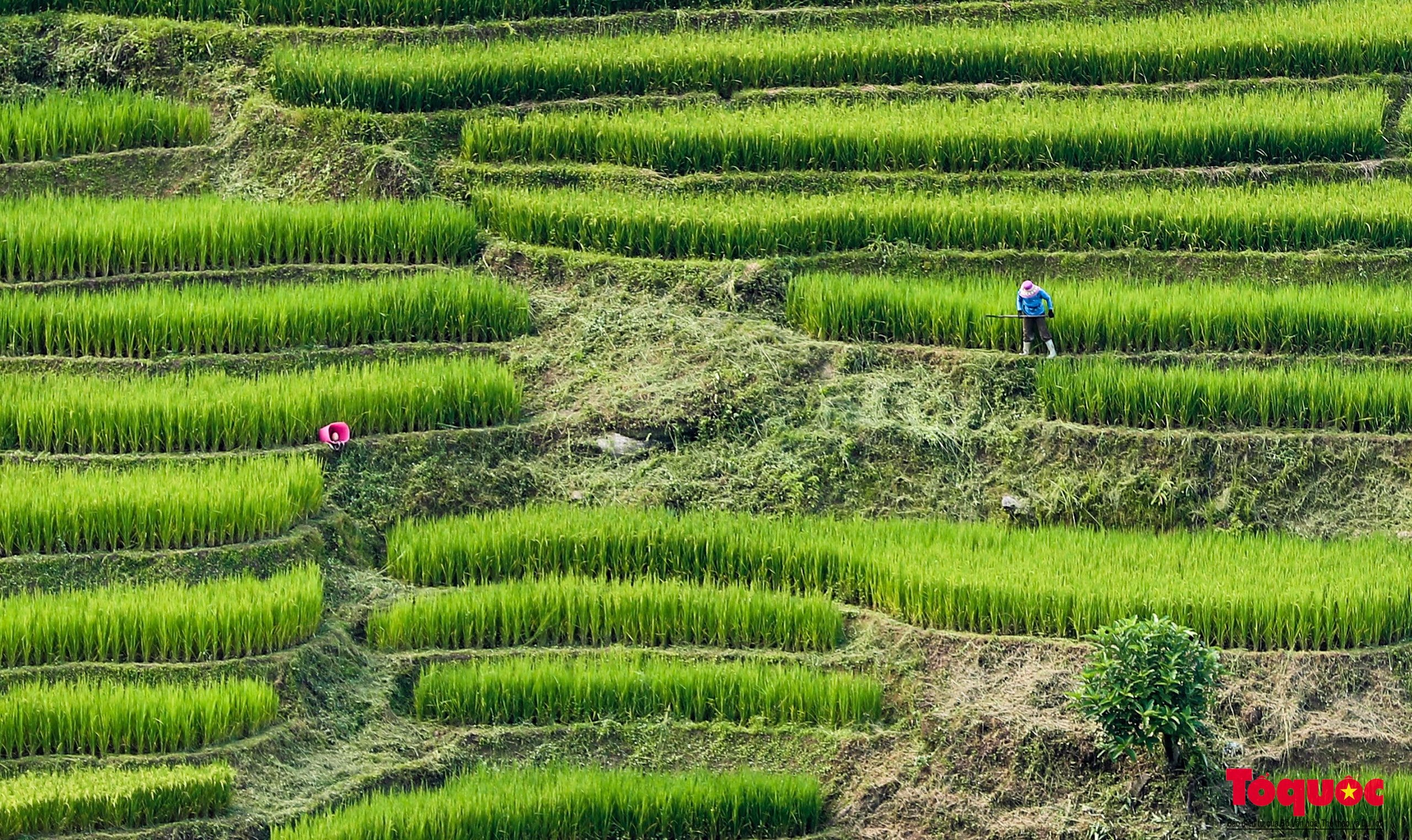 Mùa lúa non xanh mướt trên ruộng bậc thang Sa Pa - Ảnh 8.