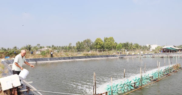 A billionaire in Tien Giang built a billion-dollar bird cage above and a billion-dollar shrimp pond below, but it turned out to be interesting.