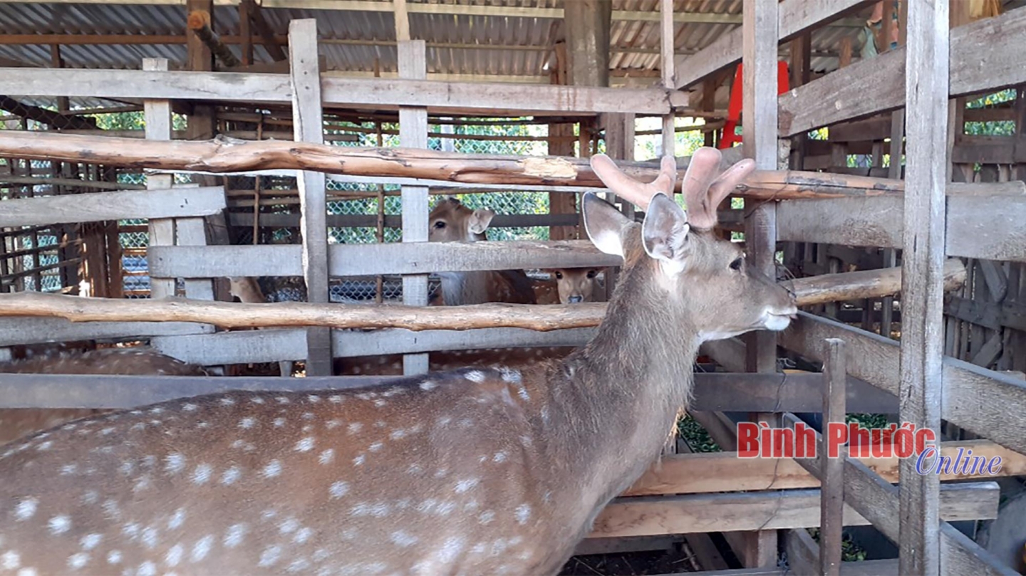 Anh nông dân Bình Phước nuôi loài động vật có giá trị dinh dưỡng cao, dùng để bào chế dược liệu quý- Ảnh 2.