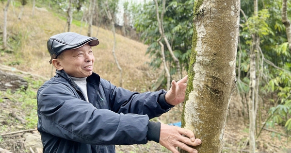 Trồng cây sưa đỏ kiểu liều, ai ngờ một ông nông dân Lào Cai nay có kho báu lộ thiên hàng tỷ đồng