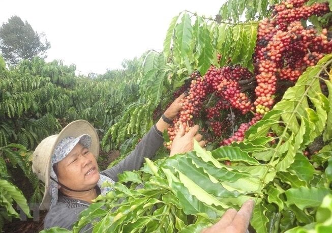 Vốn chính sách góp phần giúp nông dân đầu tư sản xuất nông nghiệp, vươn lên thoát nghèo. Ảnh: NHCSXH