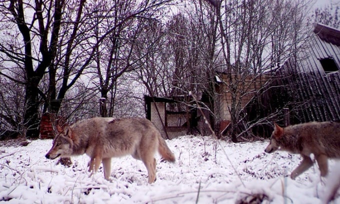 Chó sói lang thang ở vùng cấm Chernobyl. Ảnh: Reuters