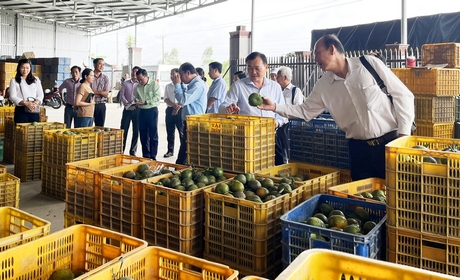 La provincia de Vinh Long continúa movilizando recursos para apoyar a la gente en la creación de códigos para áreas de cultivo, envasado de productos, rastreo de orígenes y vinculación del consumo de productos agrícolas. En la foto: el Sr. Nguyen Minh Dung, Vicepresidente Permanente del Consejo Popular Provincial, con el Comité Económico y Presupuestario del Consejo Popular Provincial inspeccionando el código del área de plantación.