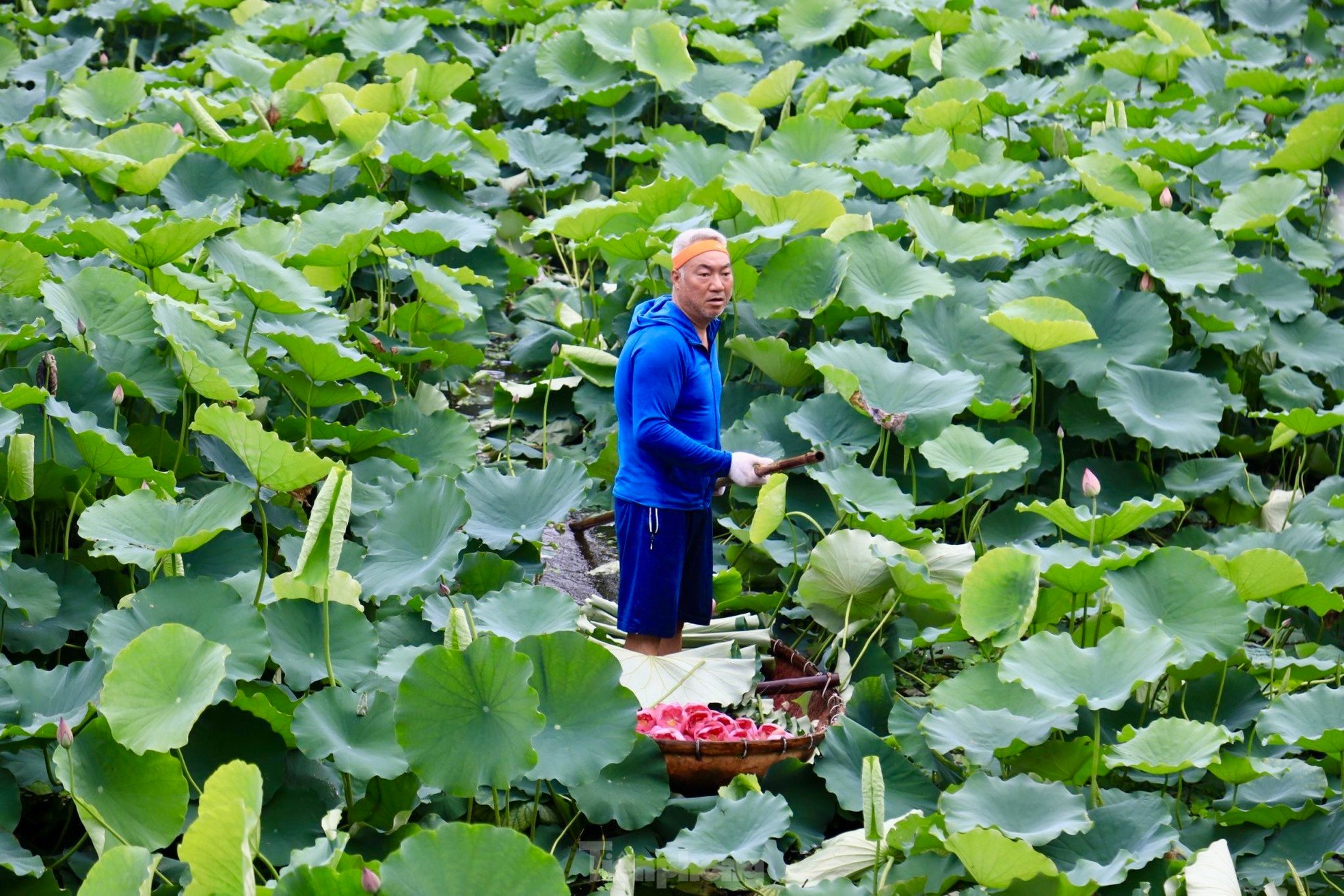 Unique art of lotus tea brewing - Cultural beauty of Hanoi people photo 2