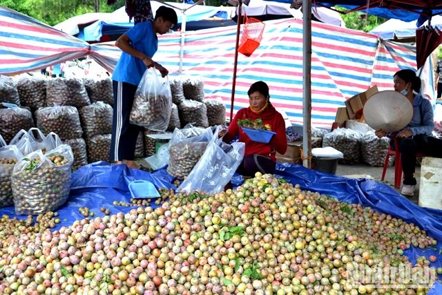 [Photo] Bac Ha in the season of ripe Tam Hoa plums photo 9