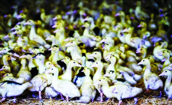 Consider using bird flu vaccine to prevent pandemic photo 1