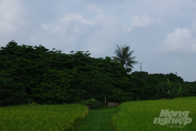 La campagne est couverte de pommiers étoilés. Photo : Kien Trung.