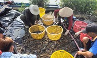 Ca Mau farmers busy harvesting giant freshwater prawns on the first day of Tet