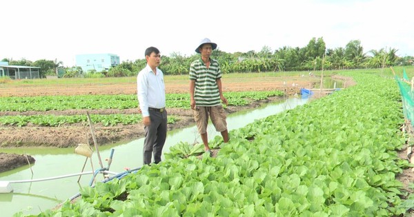 Rau xanh ăn tươi ở huyện này của Long An hơn 1 tháng nay tụt giá, nông dân chả lãi còn bị lỗ