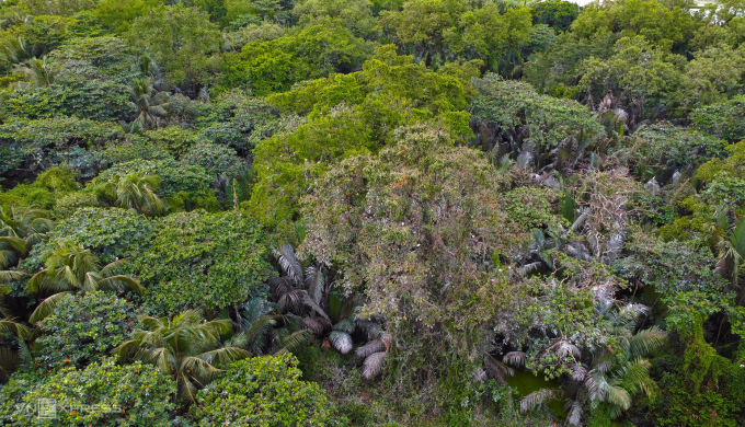 El jardín de pájaros de más de 4 hectáreas de la familia del Sr. Lam Van Huy existe desde hace 100 años. Foto: An Minh