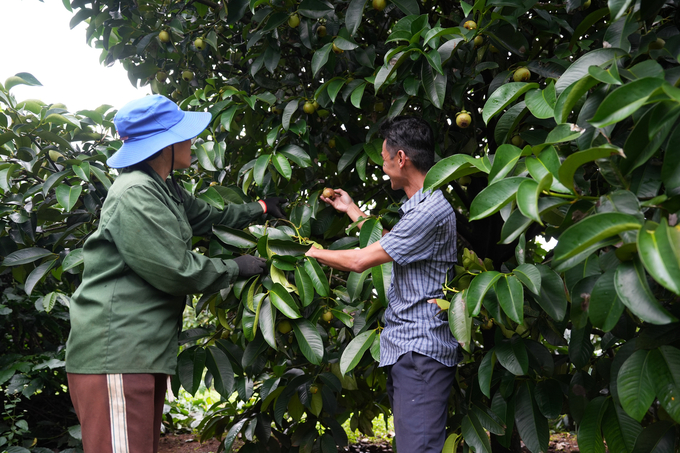 Vườn măng cụt của ông Đông an toàn với người tiêu dùng khi được canh tác bằng những chế phẩm hoàn toàn tự nhiên. Ảnh: Hồng Thủy.