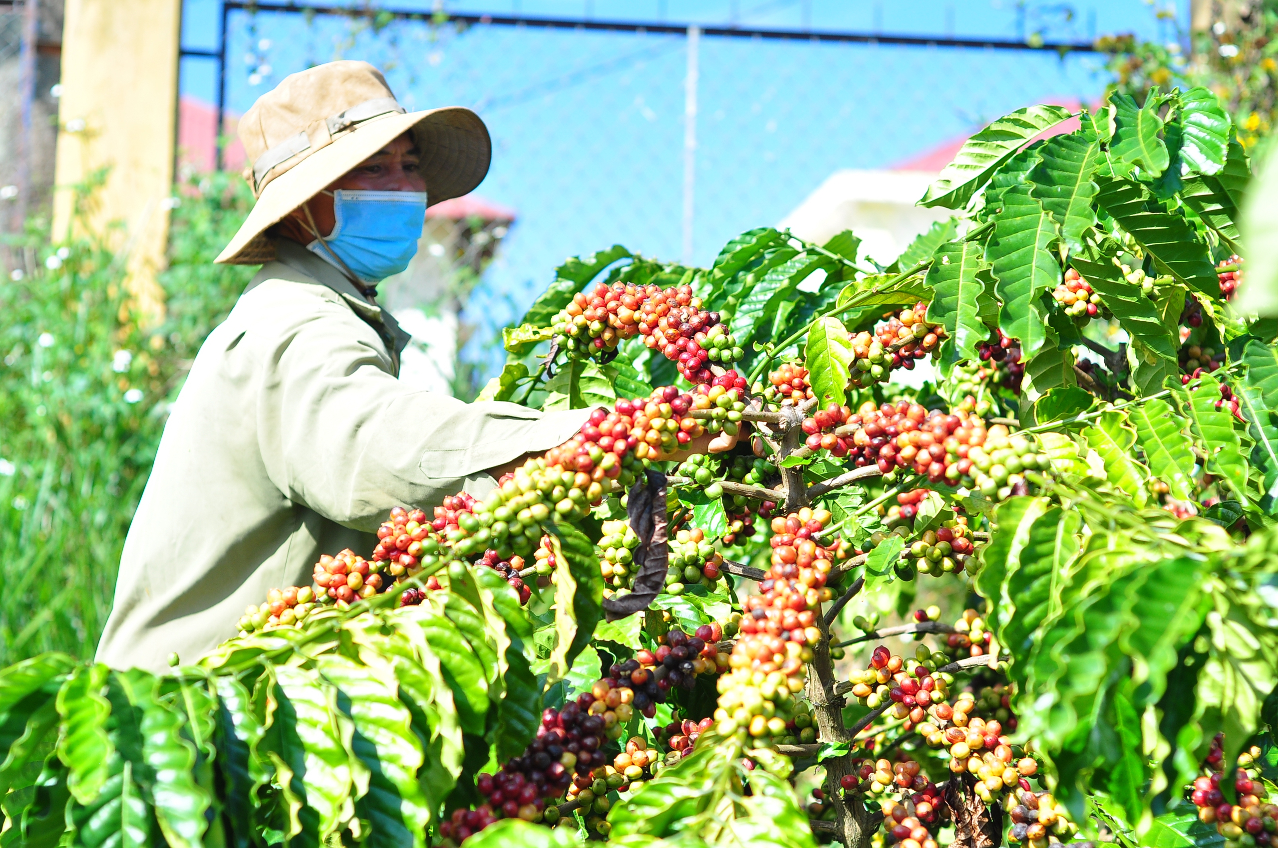 Giá cà phê đạt trên 100.000 đồng/kg, nông dân Lâm Đồng vừa mừng vừa lo - Ảnh 6.