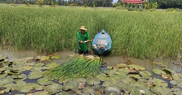 Trồng cỏ dại bán làm rau đặc sản, một nông dân Hậu Giang hễ hết tháng là "đút túi khoản lương tốt"