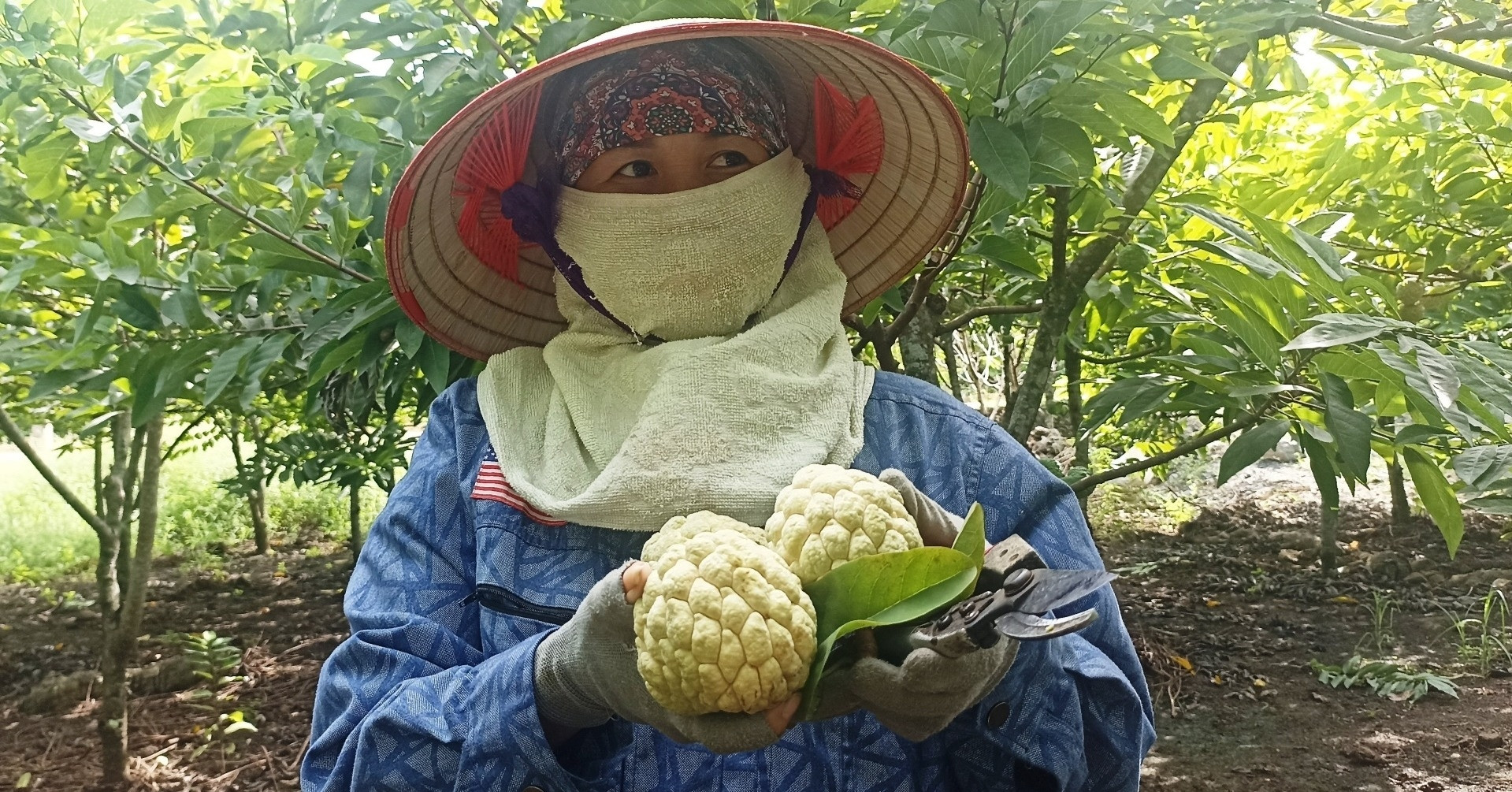 Lấy công làm lãi, nhiều hộ dân vẫn 'bỏ túi' hàng trăm triệu đồng nhờ trồng na trên đất đá