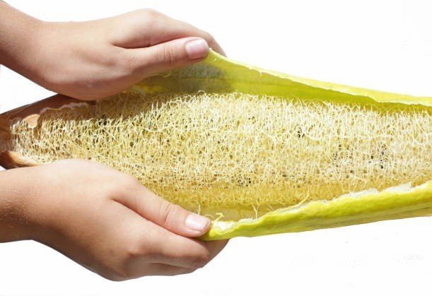 Doctor creates loofah sponge to absorb oil and microplastics