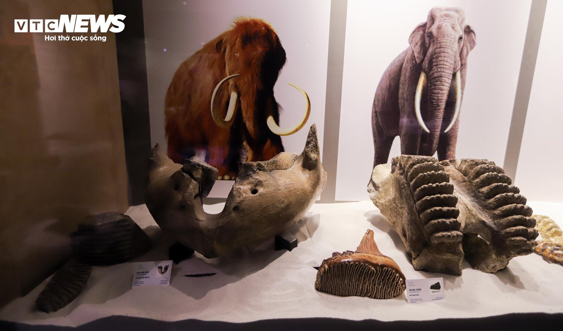 Close-up of billion-year-old fossils on display in Hanoi - 11