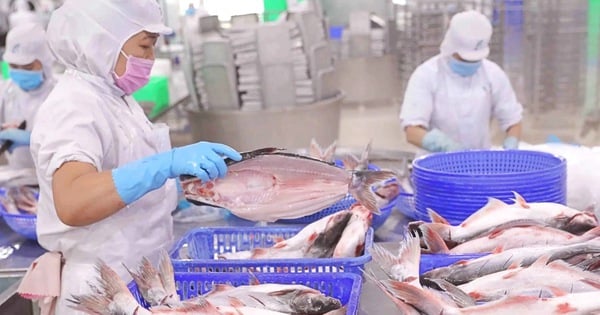 Exporte von Pangasius, Vietnams wichtigstem Nutztier, erholen sich stark, hohe Nachfrage kommt aus dem Milliardenmarkt