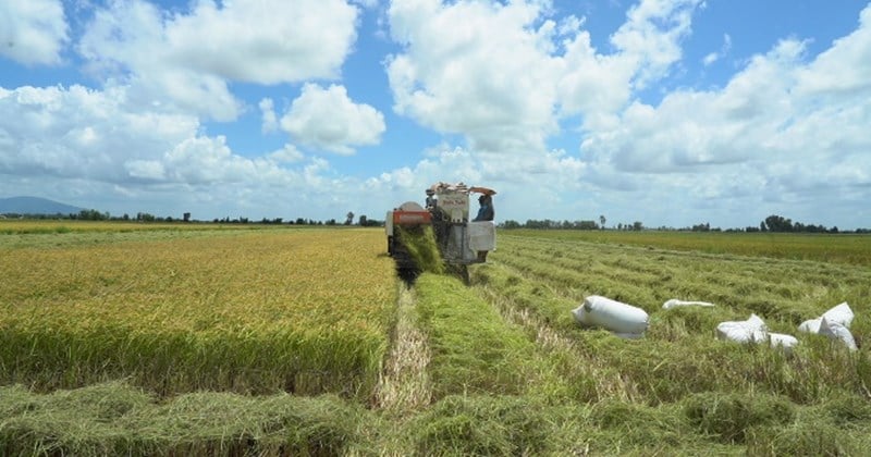 Rice exports hit 30-year high, but many businesses report losses