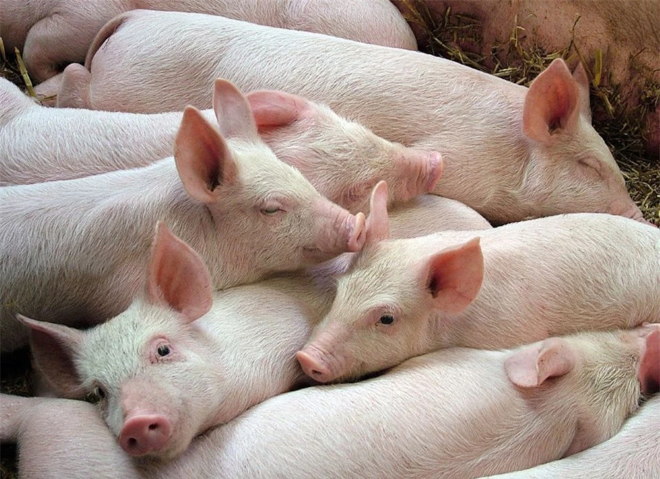 Pig price on December 12, 2024: Continue to increase in the North and Central regions