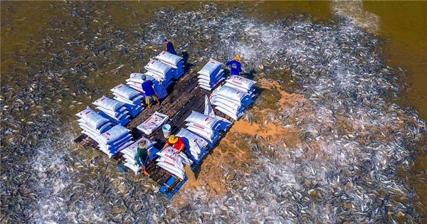 Obras ganadoras del 39º Festival Regional de Fotografía Artística del Delta del Mekong 2024