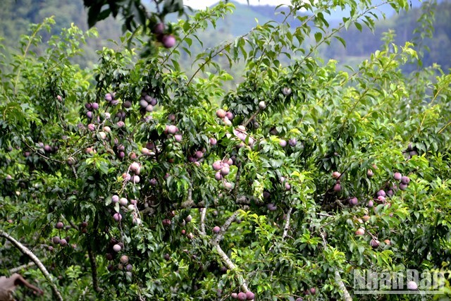 [Photo] Bac Ha in the season of ripe Tam Hoa plums photo 2