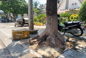 Risque de chute d'arbres sur la rue Ly Thuong Kiet