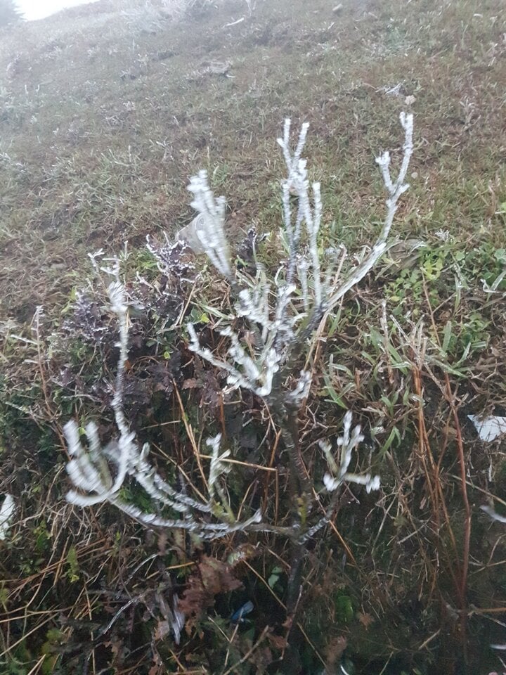 Se pronostica que las heladas aumentarán y es posible que nieve en el pico Mau Son. (Foto: Hoang Quoc Huy).