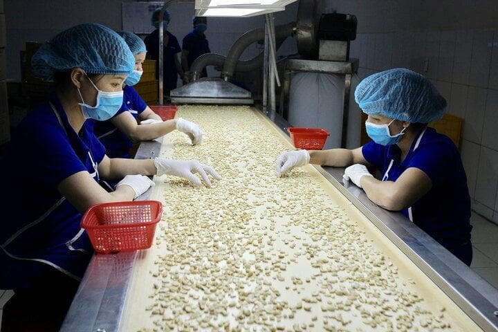 Vietnam's cashew nuts need to ensure food safety and hygiene and be exported through official channels to increase product value and export safety. (Illustration photo)