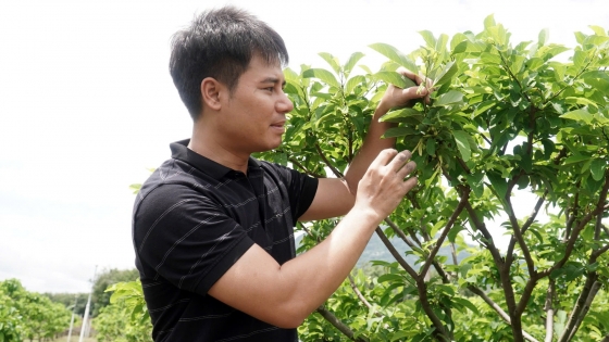 Making organic custard apples to develop tourism